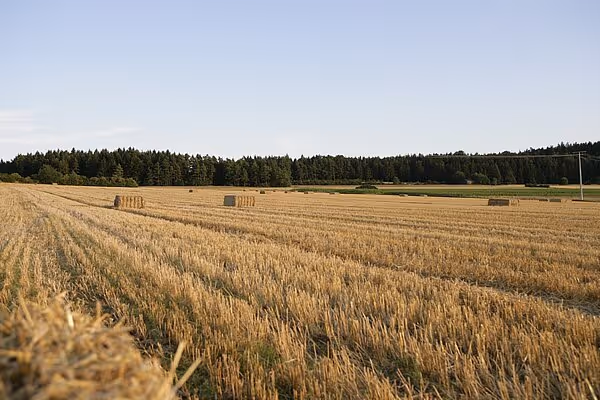 Stubbåker med firkantballer spredt utover etter høsting under klar himmel.