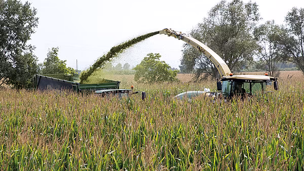 Krone Big X under maisinnhøsting med justerbar avlingsstrøm.