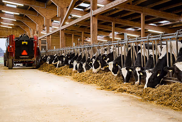 Holstein-kyr som står i rekke og spiser høy fra fôrbrettet i et moderne fjøs med trestrukturer.