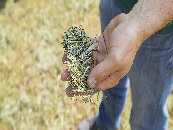 En mannlig hånd holder opp en knippa grønt hakket fôr av høy og gras.